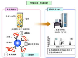 應用島津質譜技術開發(fā)生物標志物，推動生物技術新突破