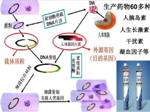 現代生物技術的發(fā)展 生物技術開發(fā)